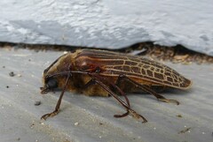 Prionoplus reticularis