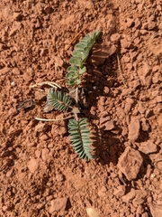 Galegeae