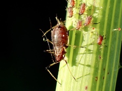 Macrosiphini