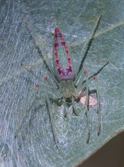 Araneus talipedatus