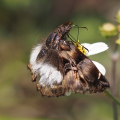 Noctuana lactifera bipuncta