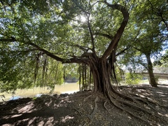 Ficus insipida