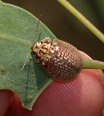 Paropsisterna decolorata