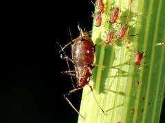 Macrosiphini