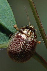 Paropsisterna decolorata