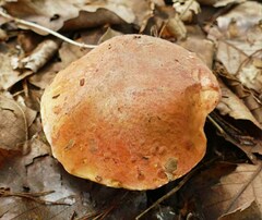 Boletus subluridellus