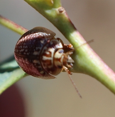 Paropsisterna decolorata