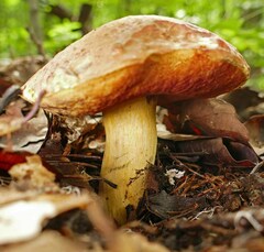 Boletus subluridellus