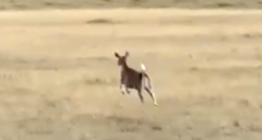 Odocoileus virginianus ustus