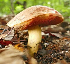 Boletus subluridellus