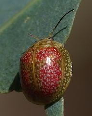 Paropsisterna fastidiosa