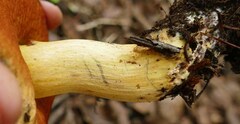 Boletus subluridellus