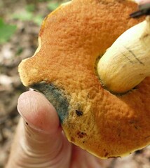 Boletus subluridellus