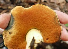 Boletus subluridellus
