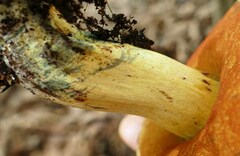Boletus subluridellus