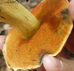 Boletus subluridellus