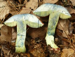 Boletus subluridellus