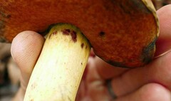 Boletus subluridellus