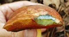 Boletus subluridellus