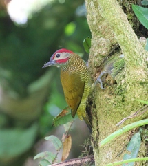 Colaptes rubiginosus