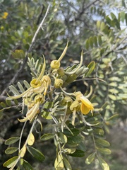 Sophora chrysophylla