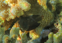 Blenniiformes