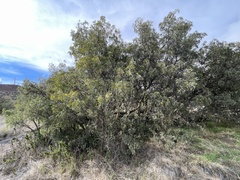 Sophora chrysophylla