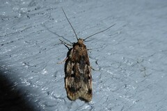 Barea exarcha