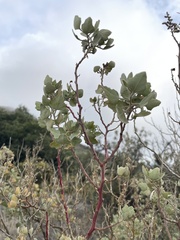 Chenopodium oahuense