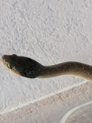 Crotaphopeltis hotamboeia