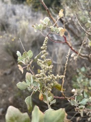 Chenopodium oahuense