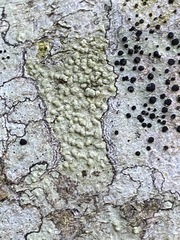 Pertusaria