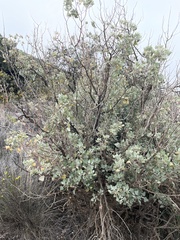 Chenopodium oahuense