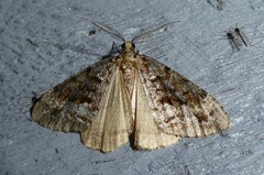 Pseudocoremia leucelaea