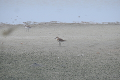 Charadrius leschenaultii