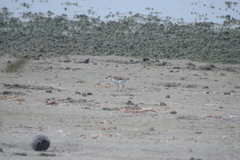 Charadrius alexandrinus