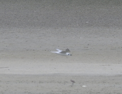 Gelochelidon nilotica