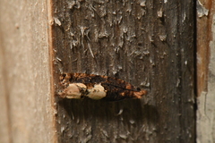Epinotia trigonella