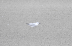 Gelochelidon nilotica