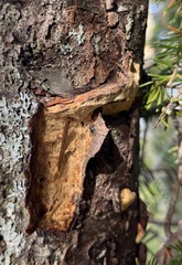 Phellinus pomaceus