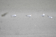 Thalasseus bengalensis