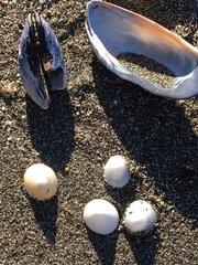 Mytilus californianus