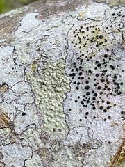 Pertusaria