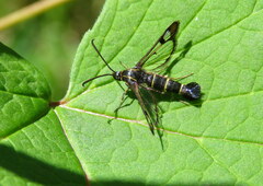 Synanthedon tipuliformis