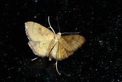 Mnesictena flavidalis