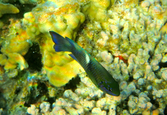 Chrysiptera biocellata