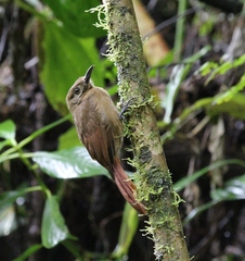 Dendrocincla fuliginosa