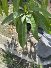 Mangifera indica