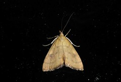 Mnesictena flavidalis