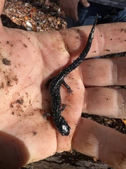 Plethodon glutinosus
